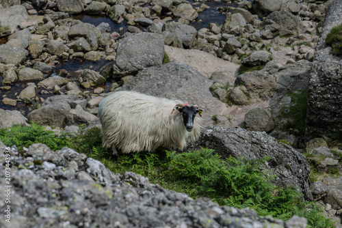 Summer, mountain sheep in the mountains
