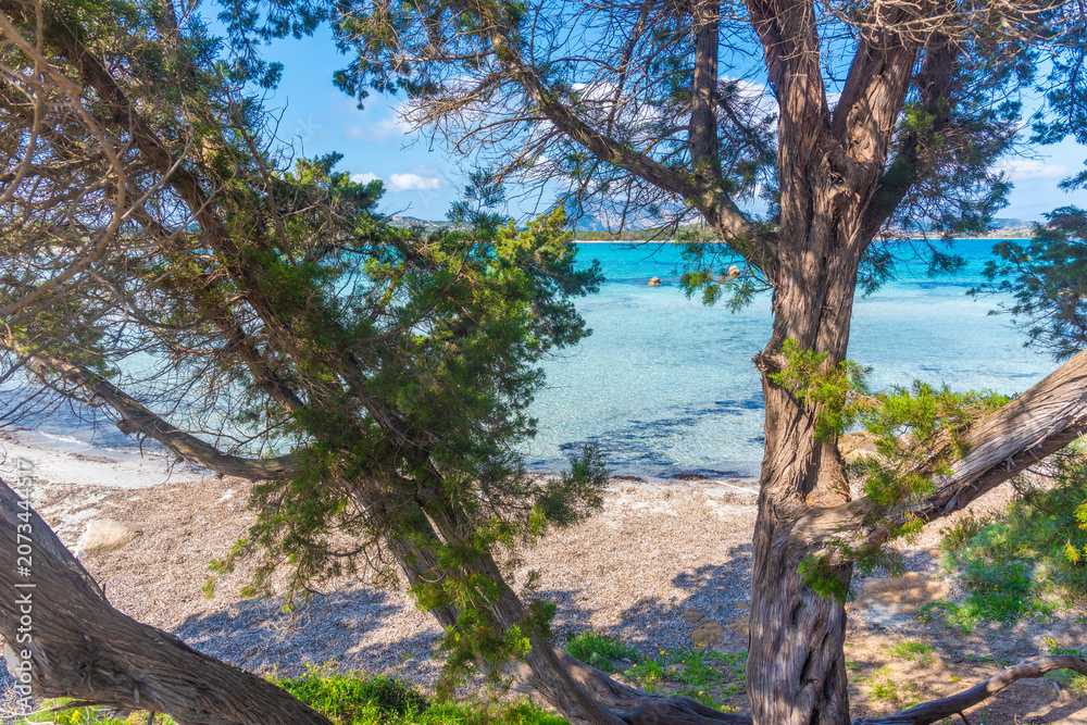 Fototapeta premium Juniper Trees Framing Lu Impostu Beach in Sardinia