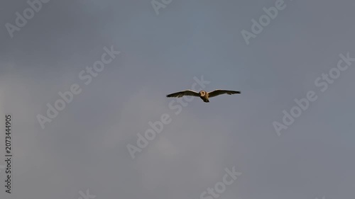 Short-eared Owl Asio flammeus Flying in the Wild. Slow Motion. Close up