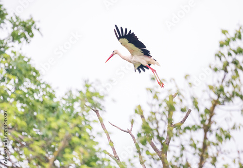 stork in flight