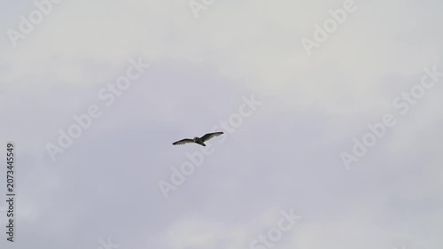 Short-eared Owl Asio flammeus Flying in the Wild. Slow Motion.