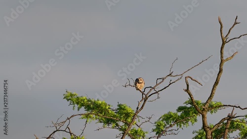Short-eared Owl (Asio flammeus) in the Wild in Slow Motion