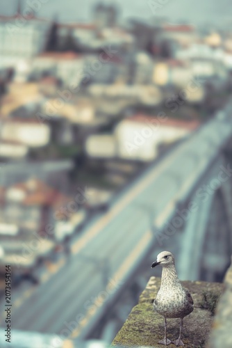 A seagull stands confidently on a weathered stone ledge, surveying the lively city below