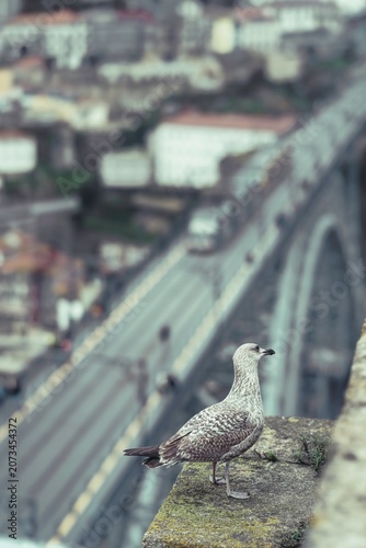A young seagull surveys the vibrant city of Porto from a rugged stone ledge, illuminated by the soft twilight glow