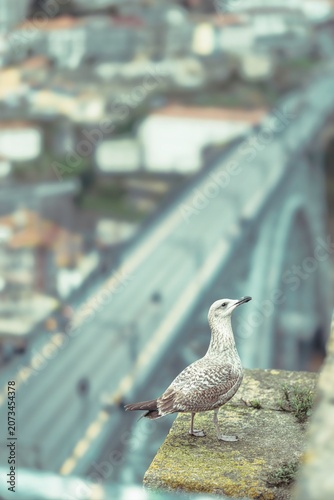 A seagull stands on a weathered stone ledge, gazing out over the vibrant city below. The blurred streets and rooftops create a dreamy atmosphere, merging nature with urban life into a serene scene