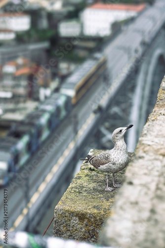 A young seagull stands on a weathered stone edge, gazing over the vibrant city below as early sunlight casts golden hues. The juxtaposition of wildlife and urban energy evokes a sense of freedom