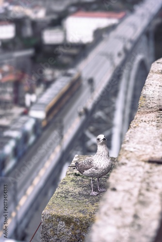 A young seagull stands confidently on the weathered stone ledge of a historic bridge, gazing over the vibrant city below as sunset casts a magical glow on the scene