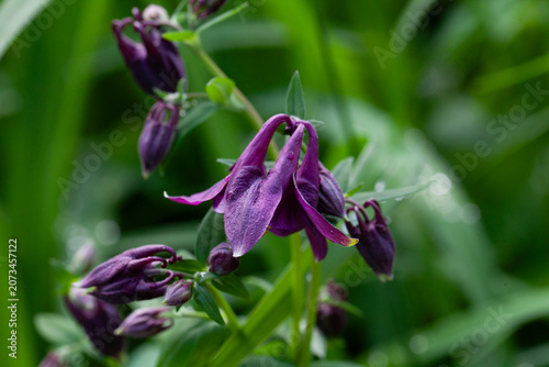 Purple aquilegia flower on a natural background. (Latin Aquilegia).