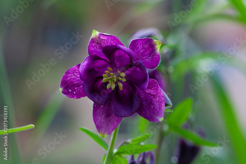 Purple aquilegia flower on a natural background. (Latin Aquilegia).