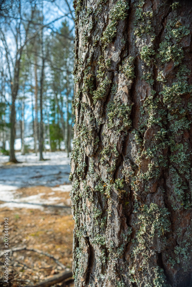 Fototapeta premium Spring tree bark