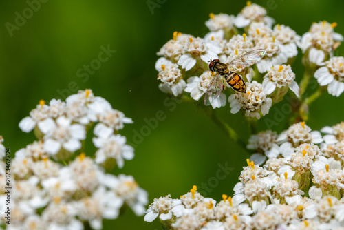 Fotografie Margined Calligrapher Hoverfly with Iridescent Wings on Wild Yarrow