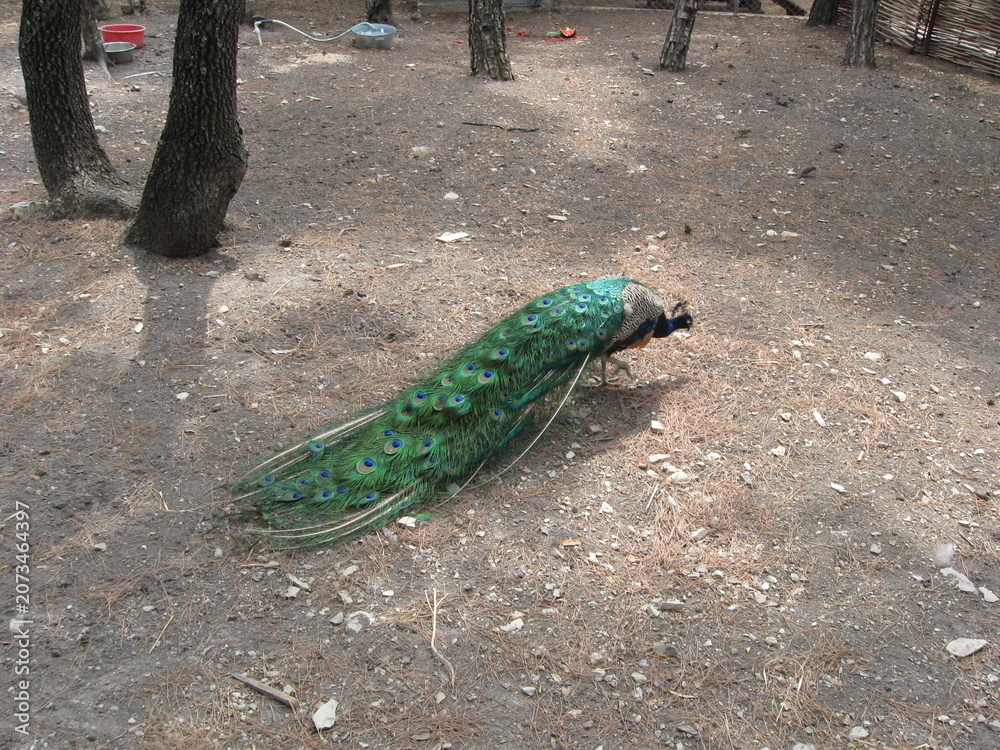 Obraz premium Peacock walking through forest with vibrant green feathers 