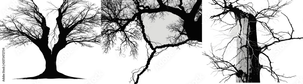 Fototapeta premium A dramatic vector illustration of a split tree trunk with bare branches and a lightning strike, set against a stark white background