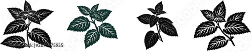 A striking peppermint plant stalk with sharply serrated dark leaves and clear criss-cross leaf vein structures is depicted in a fresh mint logo style, isolated on a pure white background