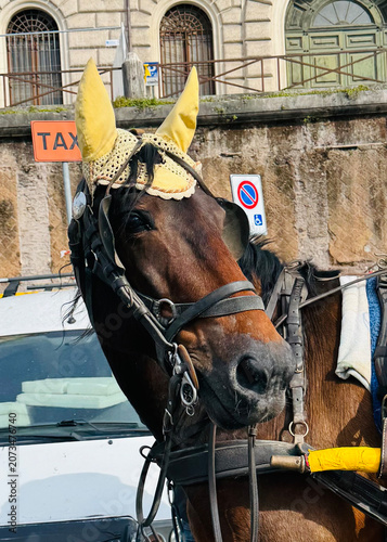 Quadro su tela A Carriage horse in Italy with a yellow fly bonnet.