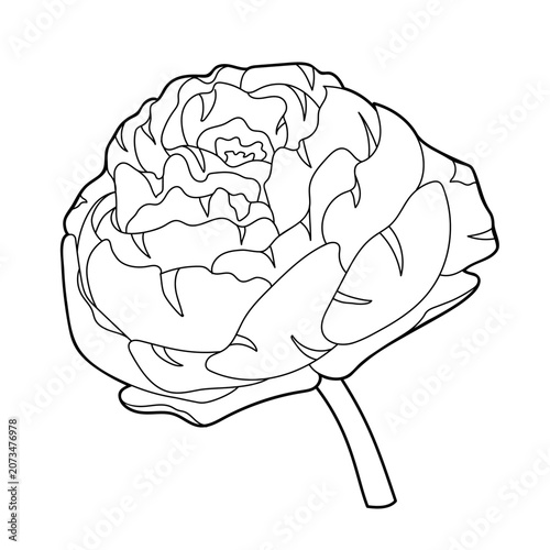 Peony flowers outlines. Hand drawn flowers isolated on white background