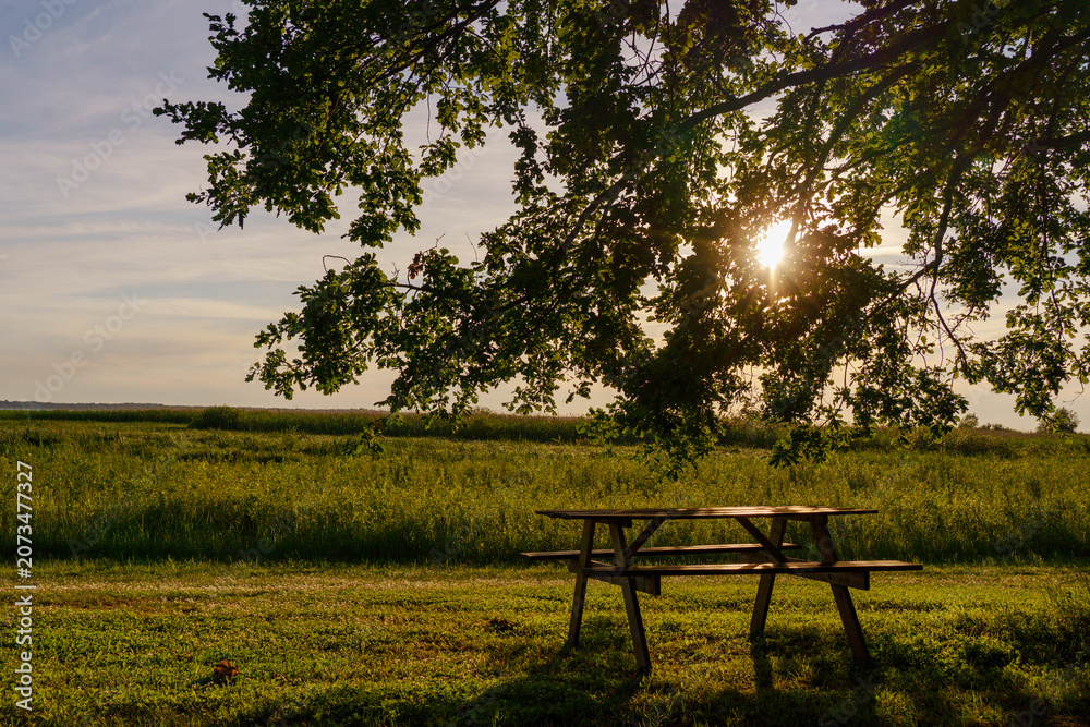 Obraz premium Wooden picnic table with benches on a green meadow under a large leafy tree. Scenic countryside landscape with bright sunset sunlight shining through branches.