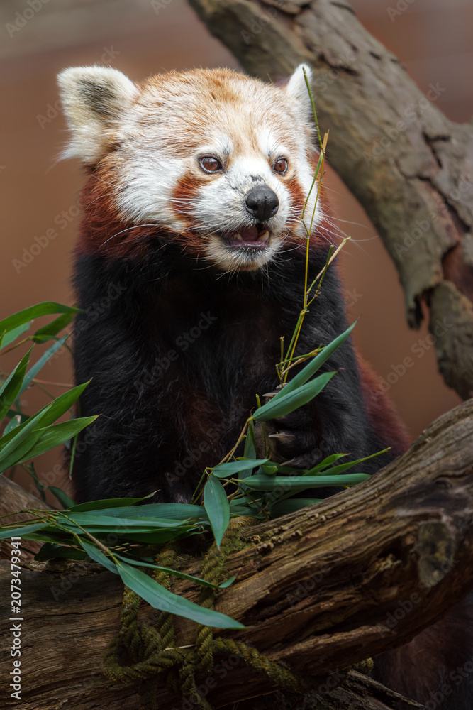 Obraz premium Red panda