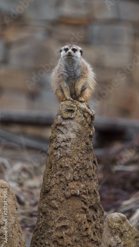 Obraz na plátne Meerkat