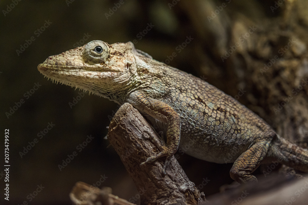 Fototapeta premium Anolis