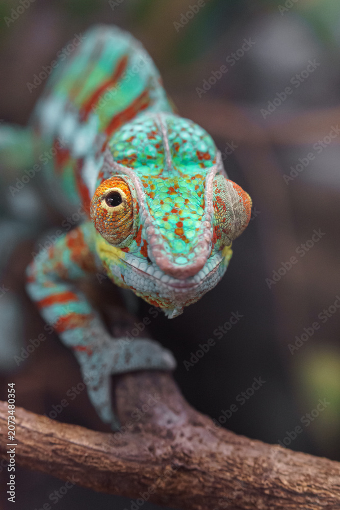 Fototapeta premium Panther chameleon