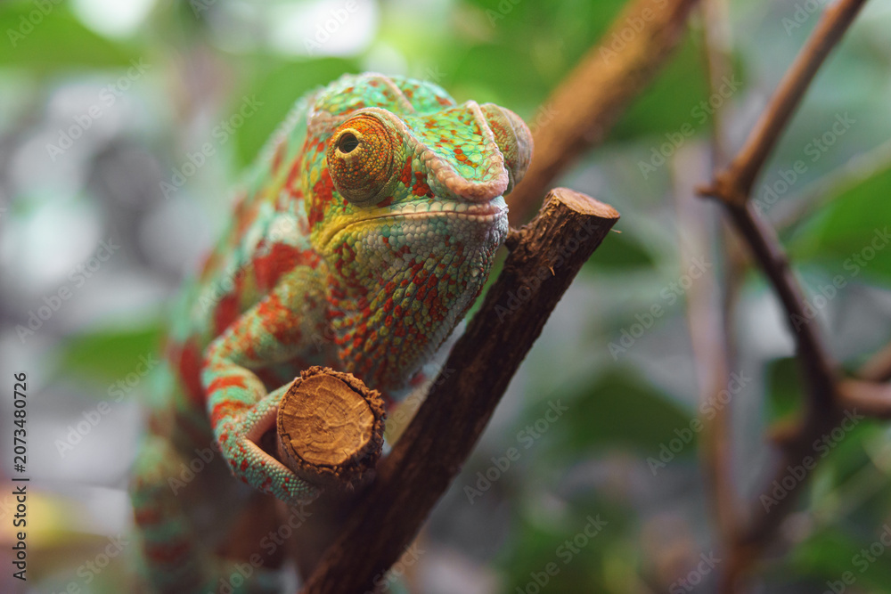 Fototapeta premium Panther chameleon