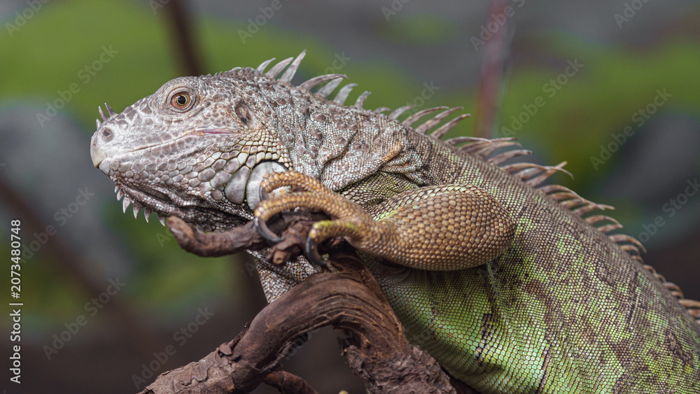 Fototapeta premium Green iguana