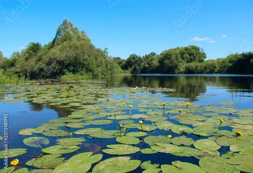 Fotografía Yellow water lilies blooming on a calm river surface in summer