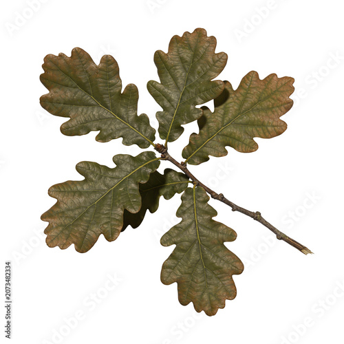 Green Oak Leaves Branch Background Element with Transparent Layer