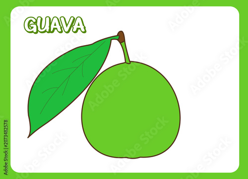 Guava Fruit Vector Illustration Isolated on White Background
