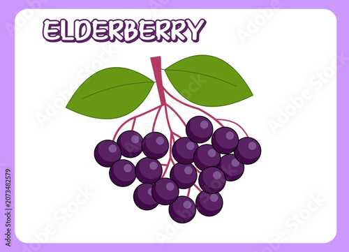 Elderberry Fruit Vector Illustration Isolated on White Background
