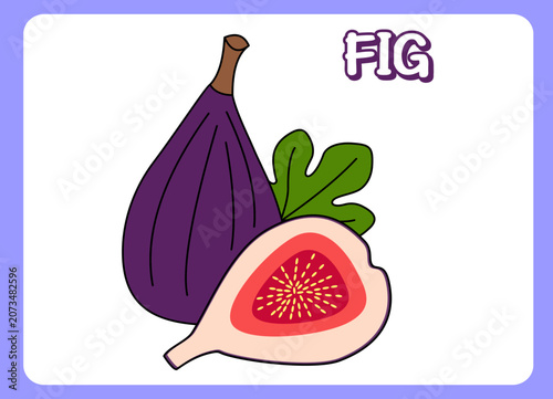 Fig Fruit Vector Illustration Isolated on White Background