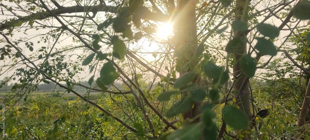 Fototapeta premium sun in the forest