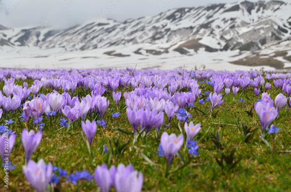 Obraz premium crocuses in the mountains