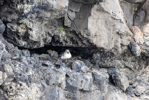 Принти на полотні Northern fulmar Fulmarus glacialis nesting inside a basalt rock crevice on a cli