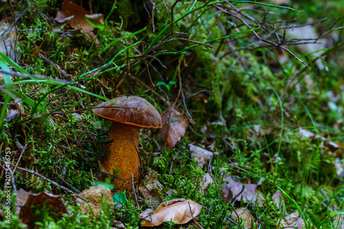 Wild bolete mushroom growing in a lush green mossy forest floor. Macro close-up of fresh edible bay bolete fungus