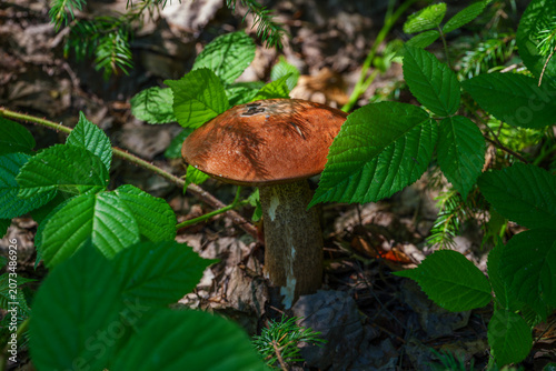 Obraz na plátne Wild leccinum bolete mushroom growing in the forest litter