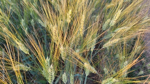 Foto Close-up view of a ripening cereal field with golden wheat ears in the summer sunlight