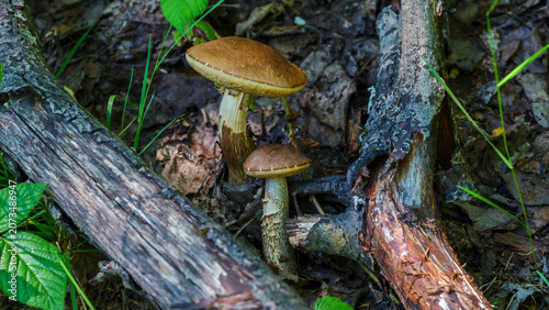 Obraz na płótnie Wild leccinum bolete mushroom growing in the forest litter