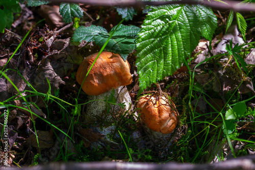 Obraz na płótnie Wild leccinum bolete mushroom growing in the forest litter
