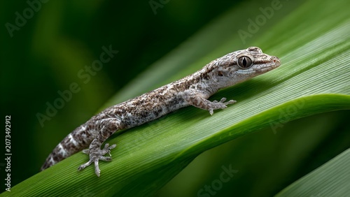 Small Gecko with Patterned Skin Rests on a Vibrant Green Leaf in Soft Light