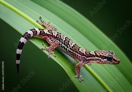 Small Gecko with Patterned Skin Rests on a Vibrant Green Leaf in Soft Light