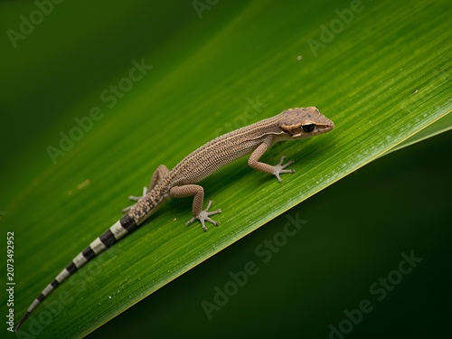 Small Gecko with Patterned Skin Rests on a Vibrant Green Leaf in Soft Light