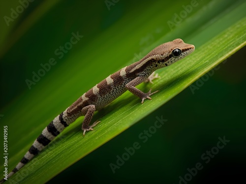 Small Gecko with Patterned Skin Rests on a Vibrant Green Leaf in Soft Light