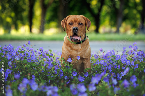 fox red labrador dog sitting in the park with blooming flowers