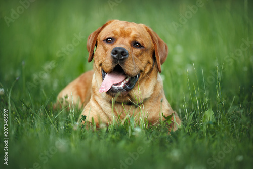 happy labrador dog lying on grass in summer