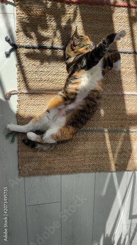 Relaxed peaceful domestic cat sleeping on rug at home under sunlight pleasantly stretching out paws, lazy kitty lies on floor resting on back showing furry belly, pet on carpet napping during day.