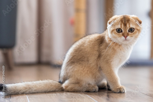 Foto Relaxing Scottish Fold golden chinchilla kitten lying on wooden floor under warm