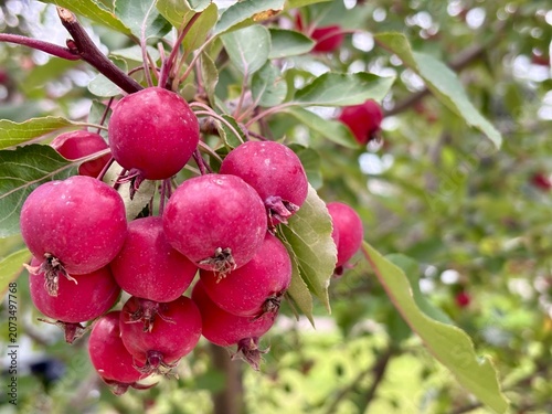 Cluster of small red wild apples on a branch in garden orchard