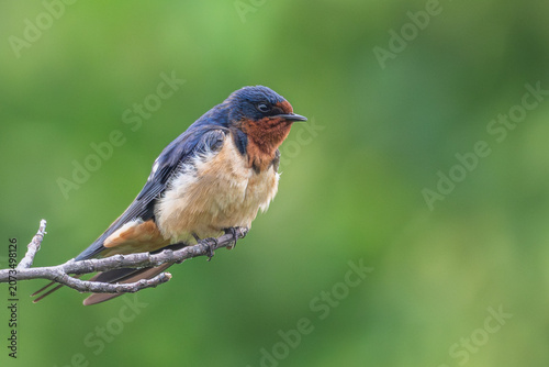 Vászonkép Barn swallow perched on a branch.